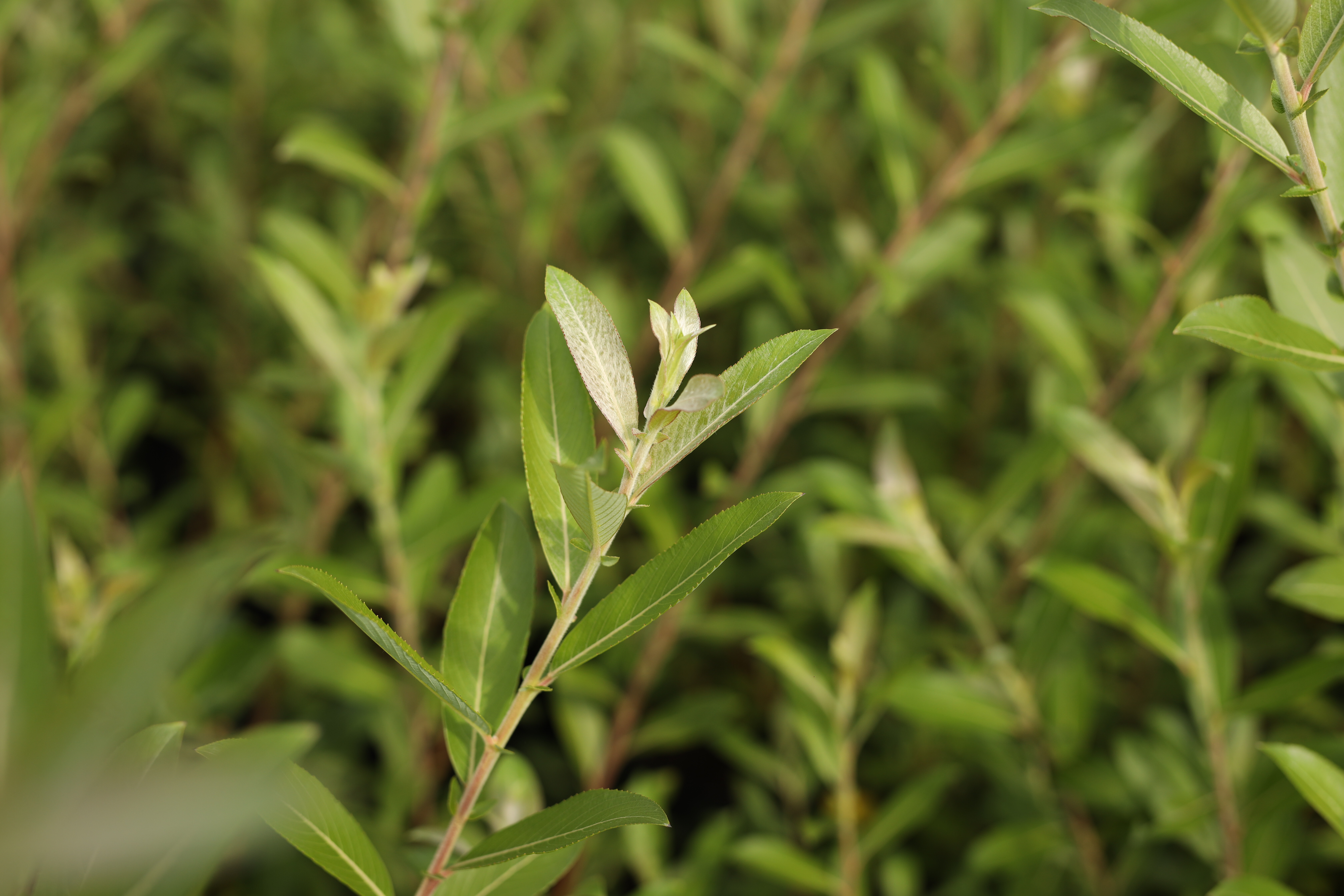 Salix gracilistyla 'MT. Aso' 5